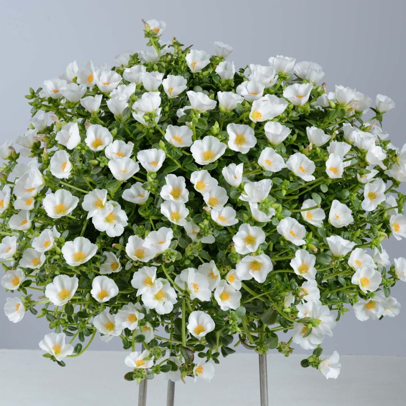 Portulak Pazzaz White - Portulaca (Plant habit)