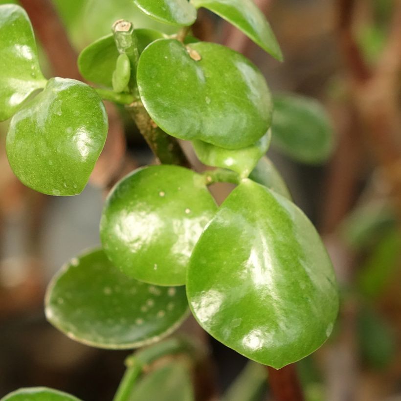 Speckbaum - Portulacaria afra Macrophylla (Laub)