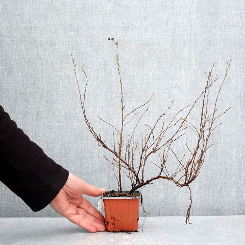 Exemplar von Fingerstrauch Glamour Girl - Potentilla fruticosa Kleine Töpfe von 8/9 cm wie im Frühjahr geliefert