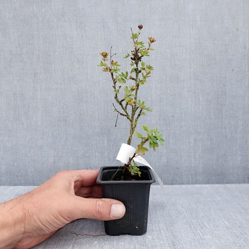 Exemplar von Fingerstrauch Creme brulée - Potentilla fruticosa Kleine Töpfe von 8/9 cm wie im Herbst geliefert