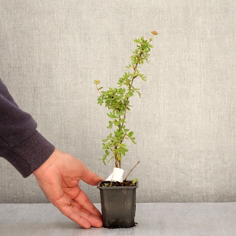 Example of Fingerstrauch Creme brulée - Potentilla fruticosa Kleine Töpfe von 8/9 cm as you get in printemps