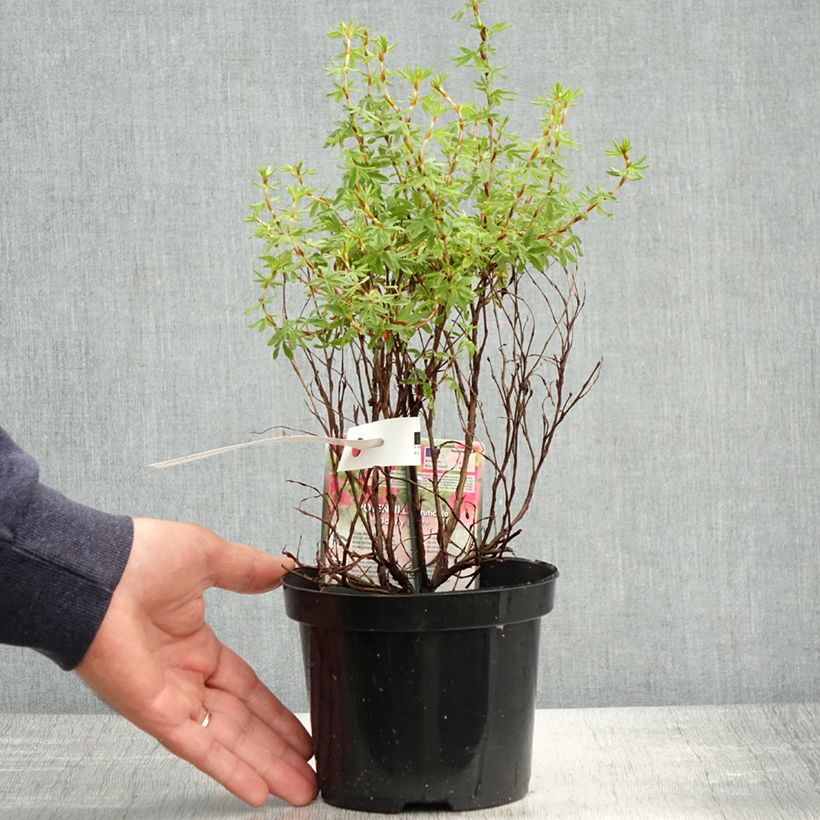 Example of Fingerstrauch Danny Boy - Potentilla fruticosa Topf mit 2L/3L as you get in printemps