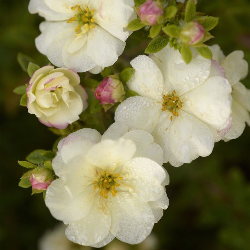 Fingerstrauch Double Punch Cream - Potentilla fruticosa (Flowering)