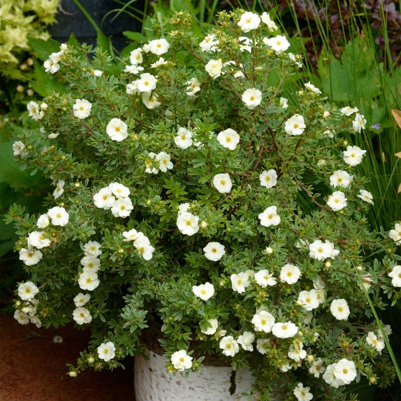 Fingerstrauch Double Punch Cream - Potentilla fruticosa (Plant habit)