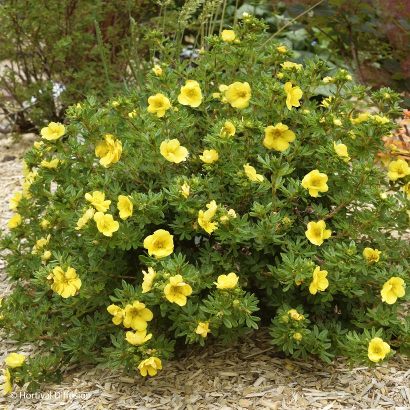 Fingerstrauch Double Punch Gold - Potentilla fruticosa (Plant habit)