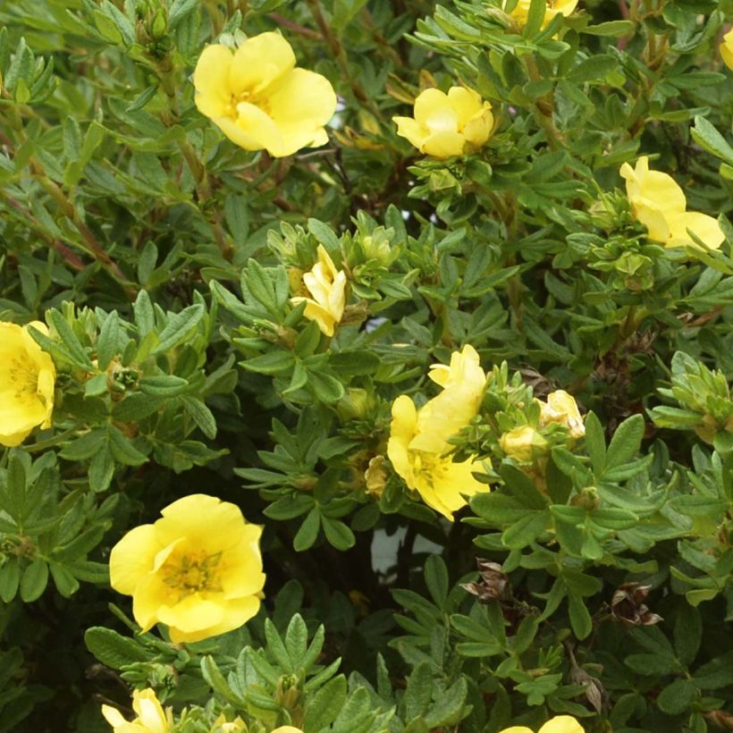 Fingerstrauch Double Punch Gold - Potentilla fruticosa (Foliage)