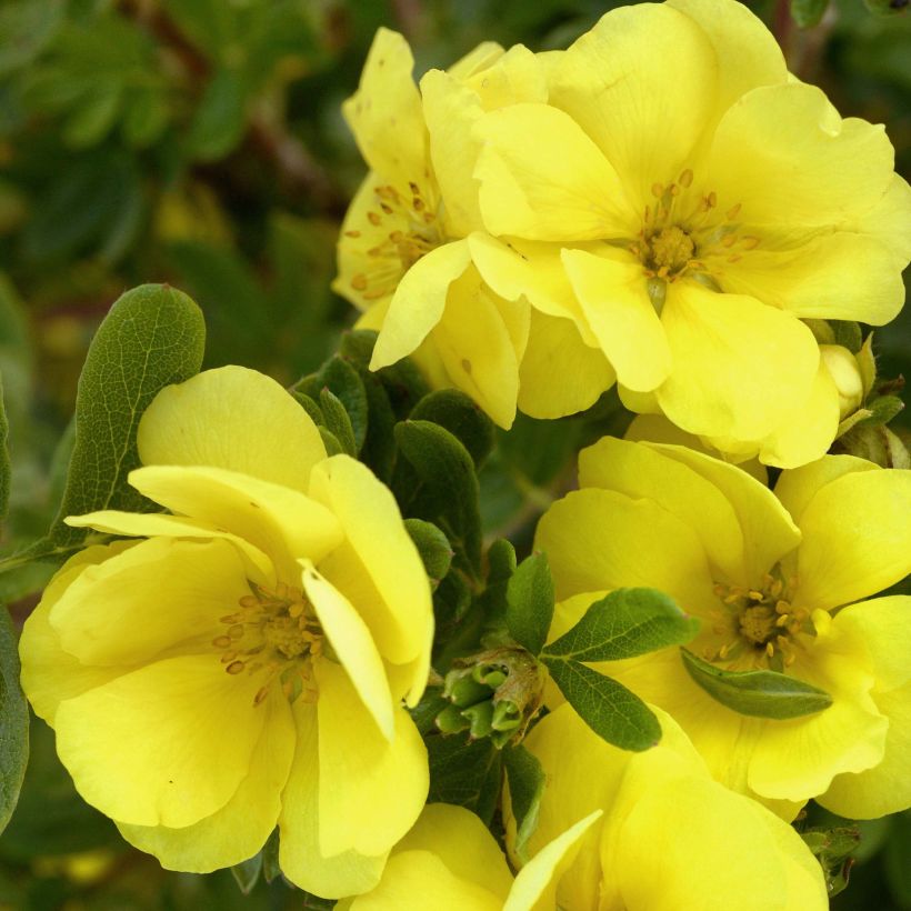 Fingerstrauch Double Punch Gold - Potentilla fruticosa (Flowering)