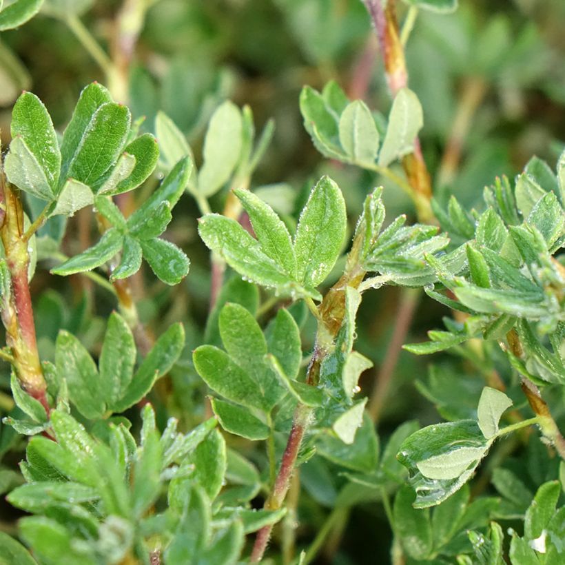 Fingerstrauch Double Punch Pastel - Potentilla fruticosa (Laub)
