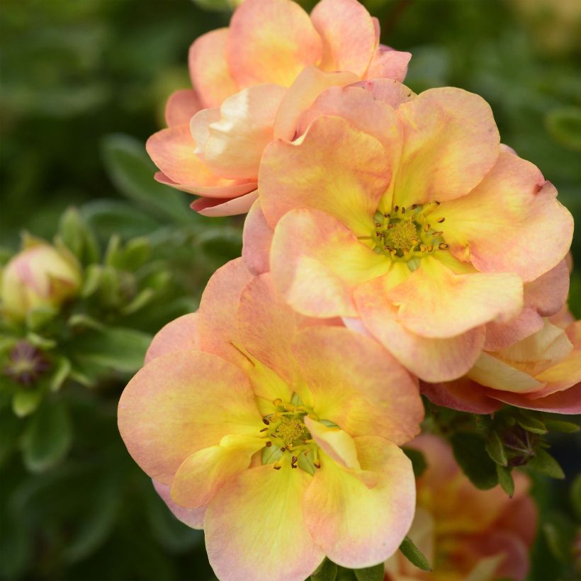 Fingerstrauch Double Punch Peach - Potentilla fruticosa (Flowering)