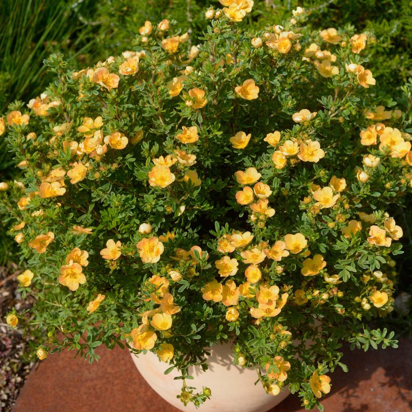 Fingerstrauch Double Punch Peach - Potentilla fruticosa (Plant habit)