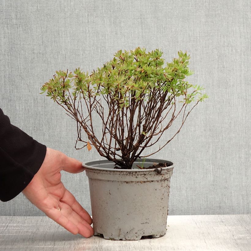 Example of Fingerstrauch Lovely Pink - Potentilla fruticosa Topf mit 1,5L/2L as you get in printemps