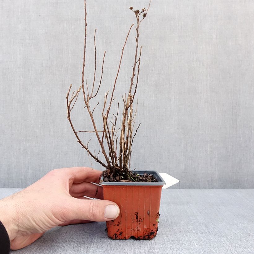 Exemplar von Potentilla fruticosa Mango Tango- Potentille arbustive Godet de 8/9 cm wie im Winter geliefert