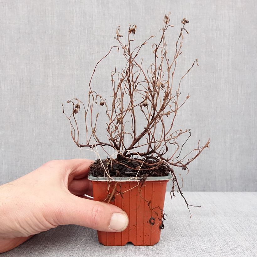 Exemplar von Potentilla fruticosa Marian Red Robin - Potentille arbustive Godet de 8/9 cm wie im Winter geliefert