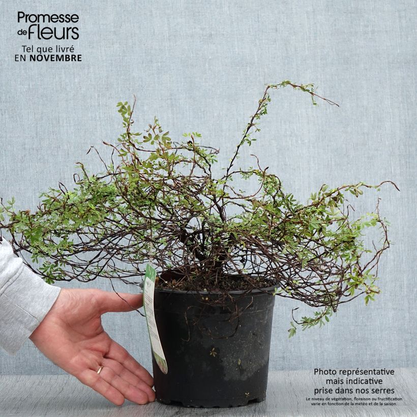 Exemplar von Fingerstrauch Princess Pink Queen - Potentilla fruticosa Topf mit 2L/3L wie im Herbst geliefert