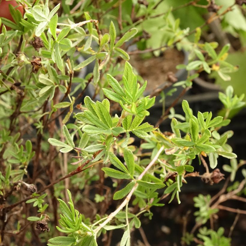 Fingerstrauch Princess Pink Queen - Potentilla fruticosa (Foliage)