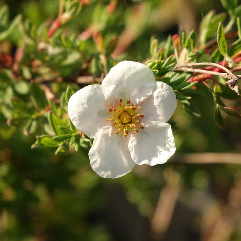 Fingerstrauch Princess Pink Queen - Potentilla fruticosa (Flowering)