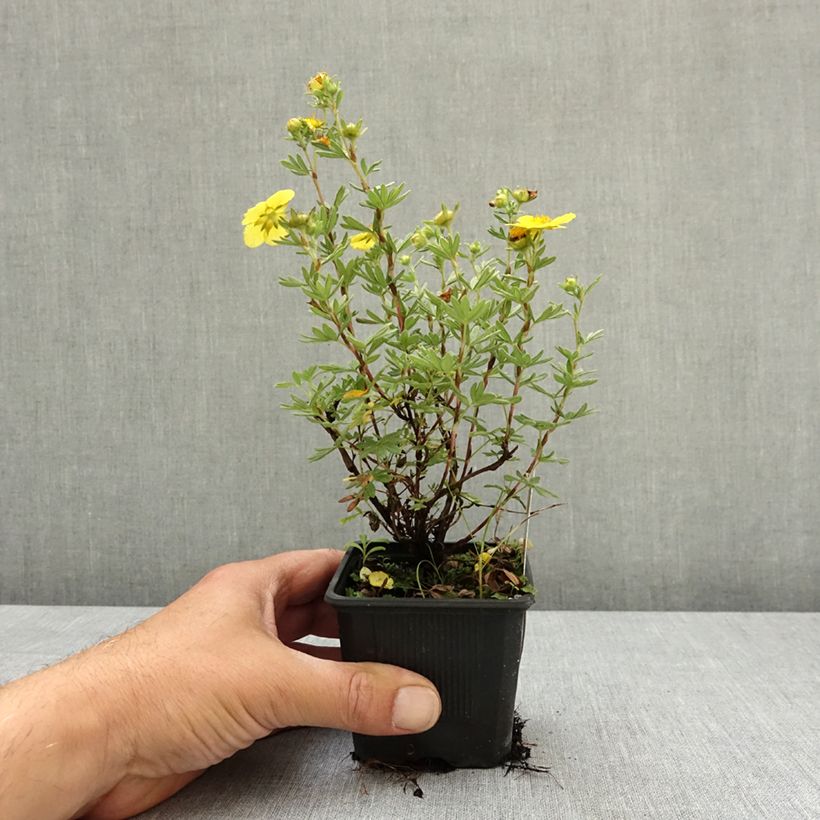 Exemplar von Fingerstrauch Sommerflor - Potentilla fruticosa Kleine Töpfe von 8/9 cm wie im Frühjahr geliefert