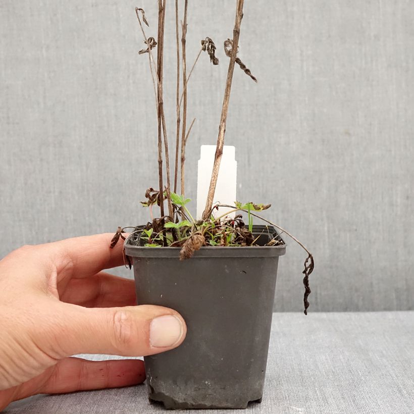 Exemplar von Potentilla recta Warrenii - Aufrechtes Fingerkraut Kleine Töpfe von 8/9 cm wie im Herbst geliefert