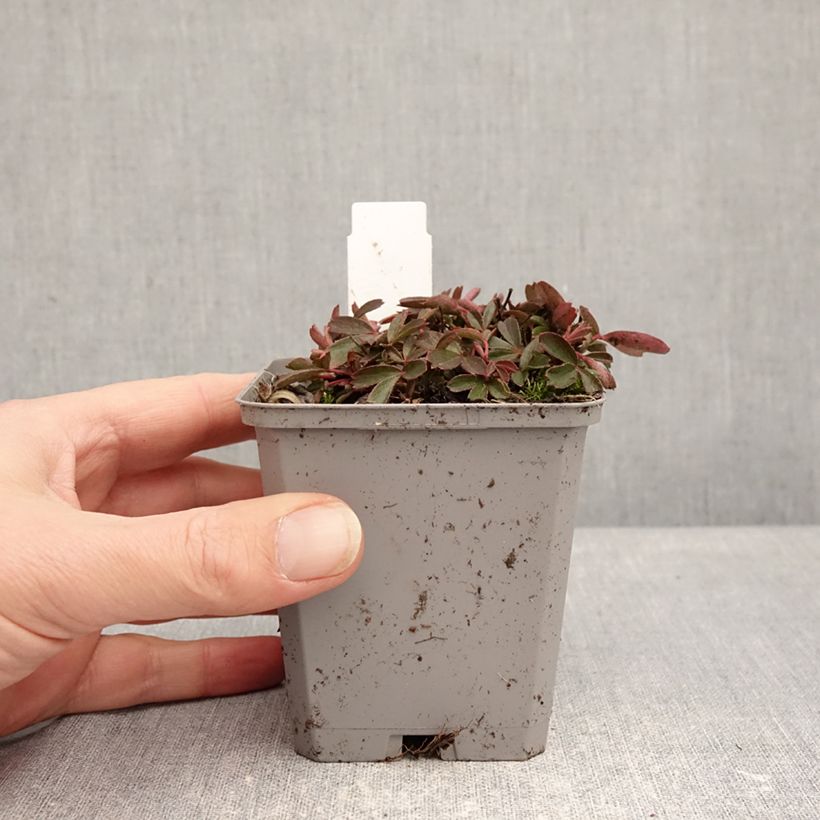 Example of Potentilla tridentata Nuuk - Dreizähniges Fingerkraut Kleine Töpfe von 8/9 cm as you get in hiver