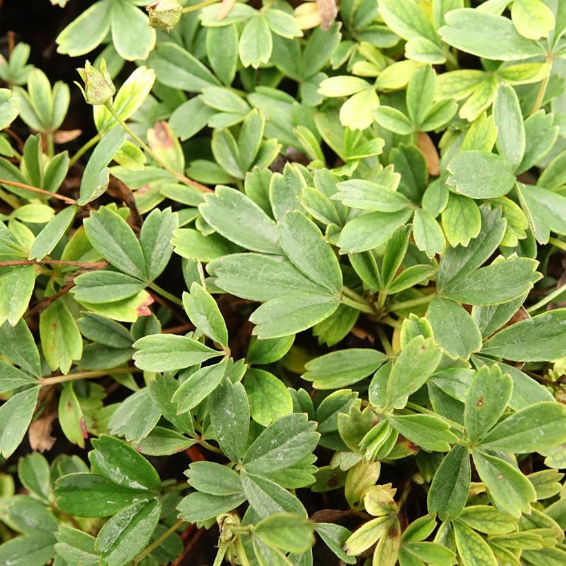 Potentilla tridentata Nuuk - Dreizähniges Fingerkraut (Foliage)