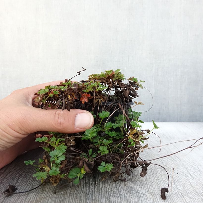Exemplar von Potentilla verna - Frühlings-Fingerkraut Kleine Töpfe von 8/9 cm wie im Herbst geliefert