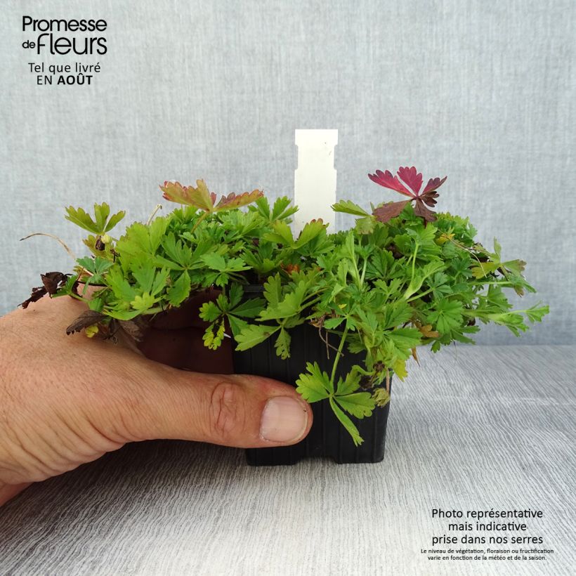 Exemplar von Potentilla verna - Frühlings-Fingerkraut Kleine Töpfe von 8/9 cm wie im Sommer geliefert