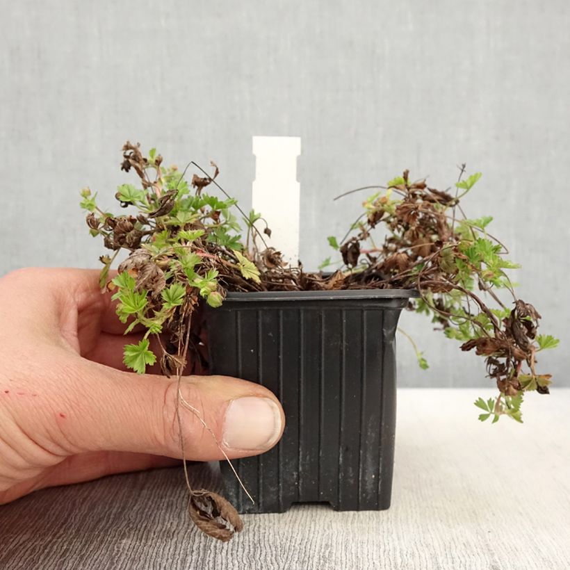 Example of Potentilla verna - Frühlings-Fingerkraut Kleine Töpfe von 8/9 cm as you get in printemps