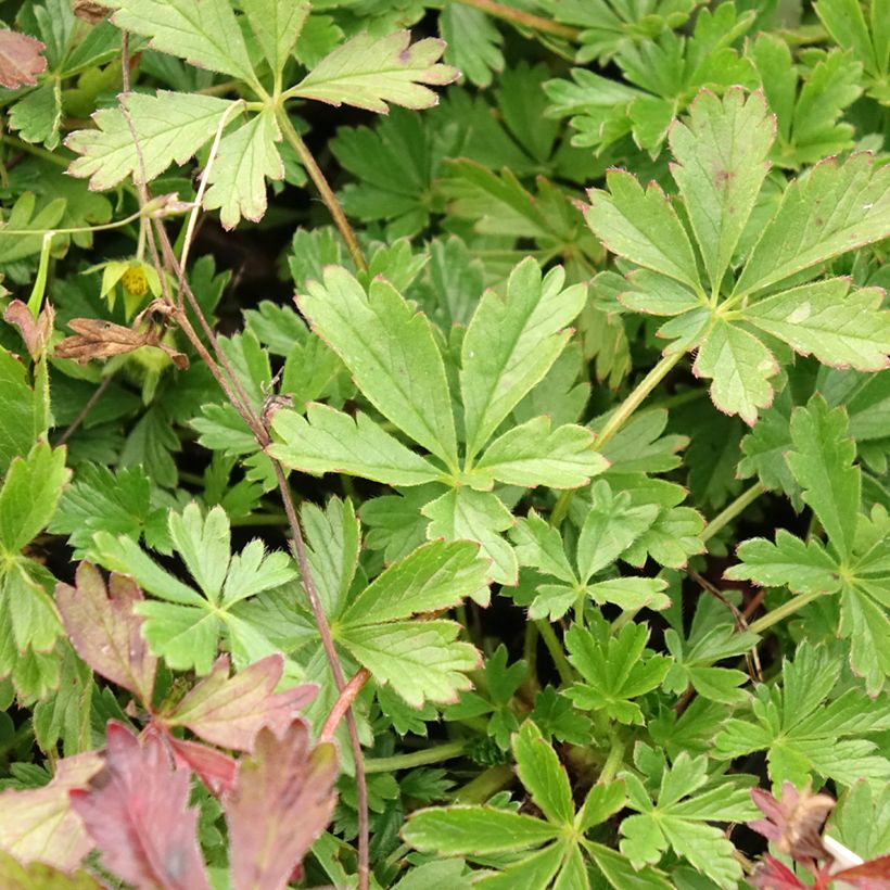 Potentilla verna - Frühlings-Fingerkraut (Foliage)
