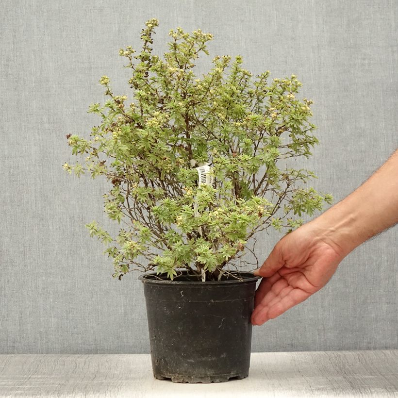 Exemplar von Fingerstrauch Bella Apple - Potentilla fruticosa Topf mit 2L/3L wie im Sommer geliefert
