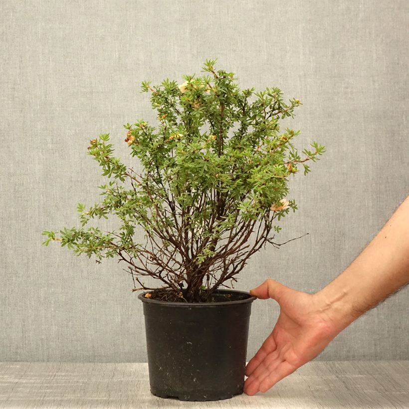 Example of Fingerstrauch Bella Apple - Potentilla fruticosa Topf mit 2L/3L as you get in printemps