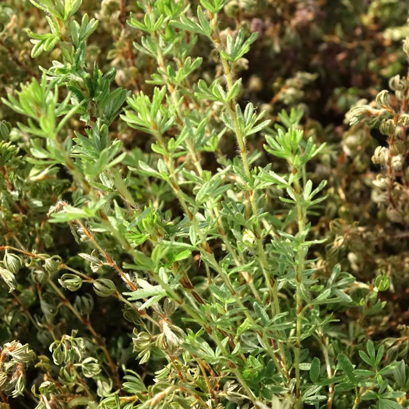 Fingerstrauch Bella Lindsey - Potentilla fruticosa (Laub)