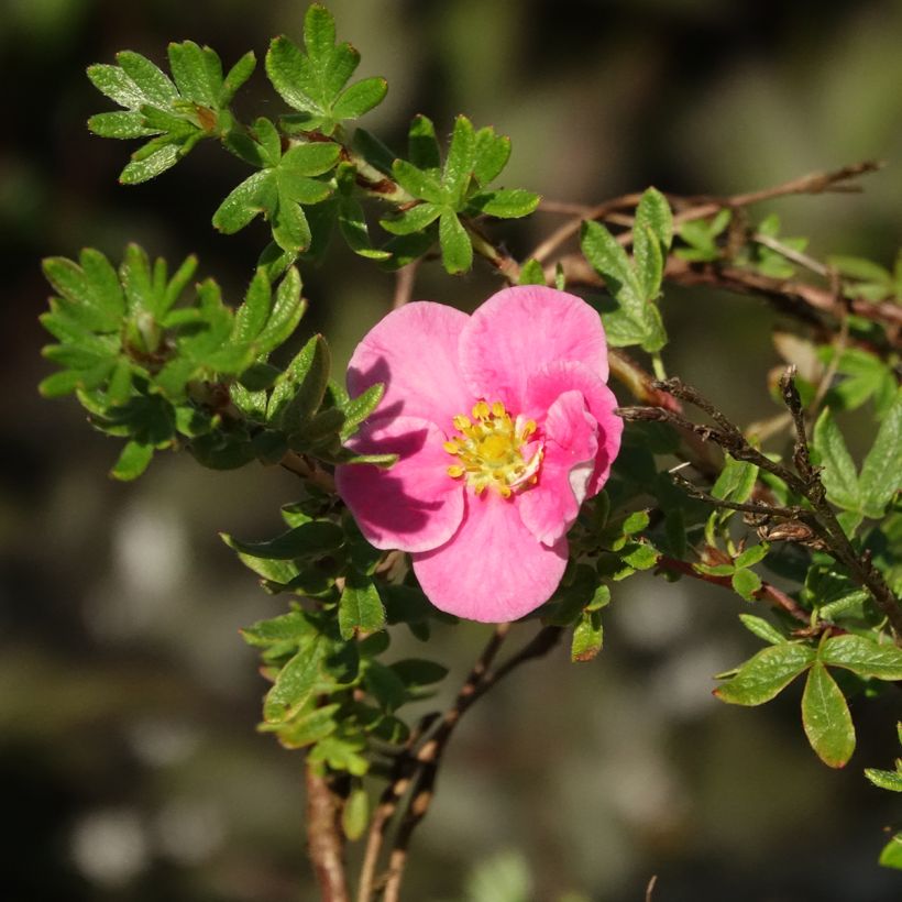 Fingerstrauch Bella Rosa - Potentilla fruticosa (Blüte)