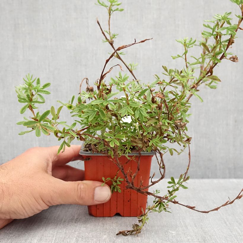 Exemplar von Fingerstrauch Bella Rosa - Potentilla fruticosa Kleine Töpfe von 8/9 cm wie im Herbst geliefert