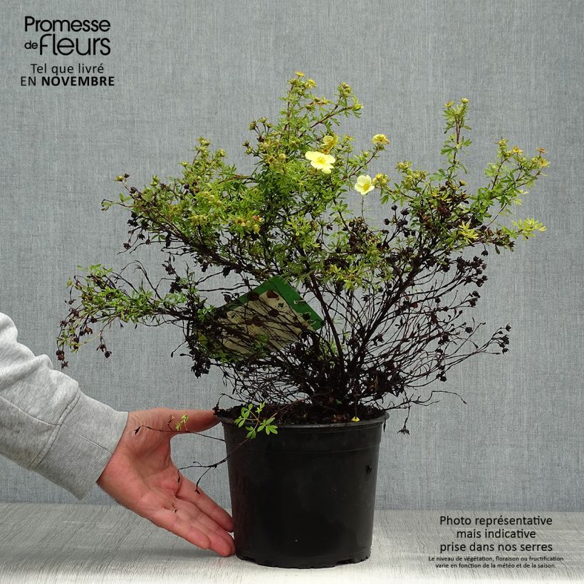Exemplar von Fingerstrauch Kobold - Potentilla fruticosa Topf mit 3L/4L wie im Herbst geliefert
