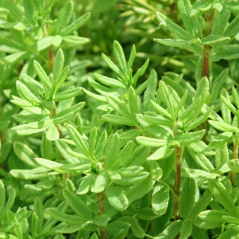 Fingerstrauch Marmalade - Potentilla fruticosa (Laub)