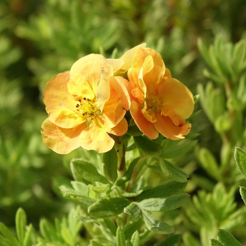 Fingerstrauch Marmalade - Potentilla fruticosa (Blüte)