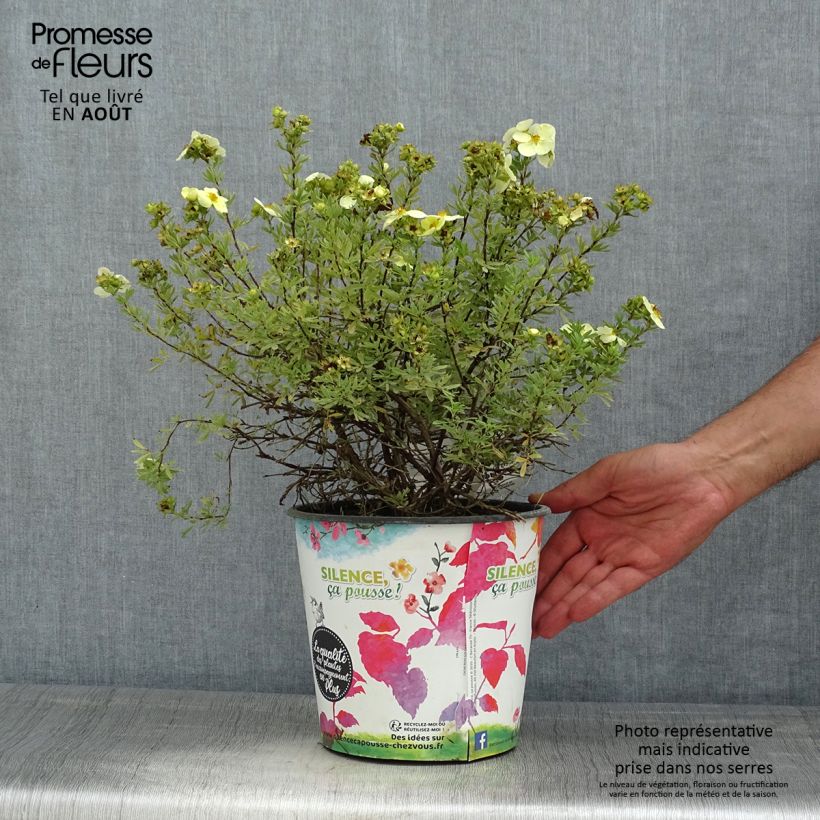 Exemplar von Fingerstrauch Creamissima - Potentilla fruticosa Topf mit 4L/5L wie im Sommer geliefert