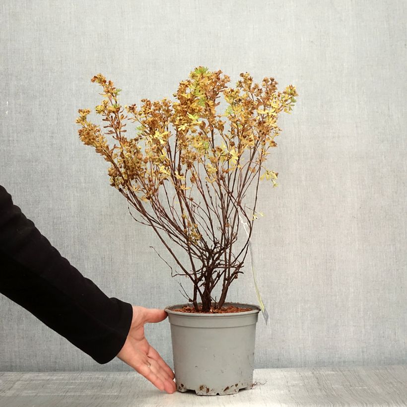 Exemplar von Fingerstrauch Double Punch Gold - Potentilla fruticosa Topf mit 2L/3L wie im Herbst geliefert