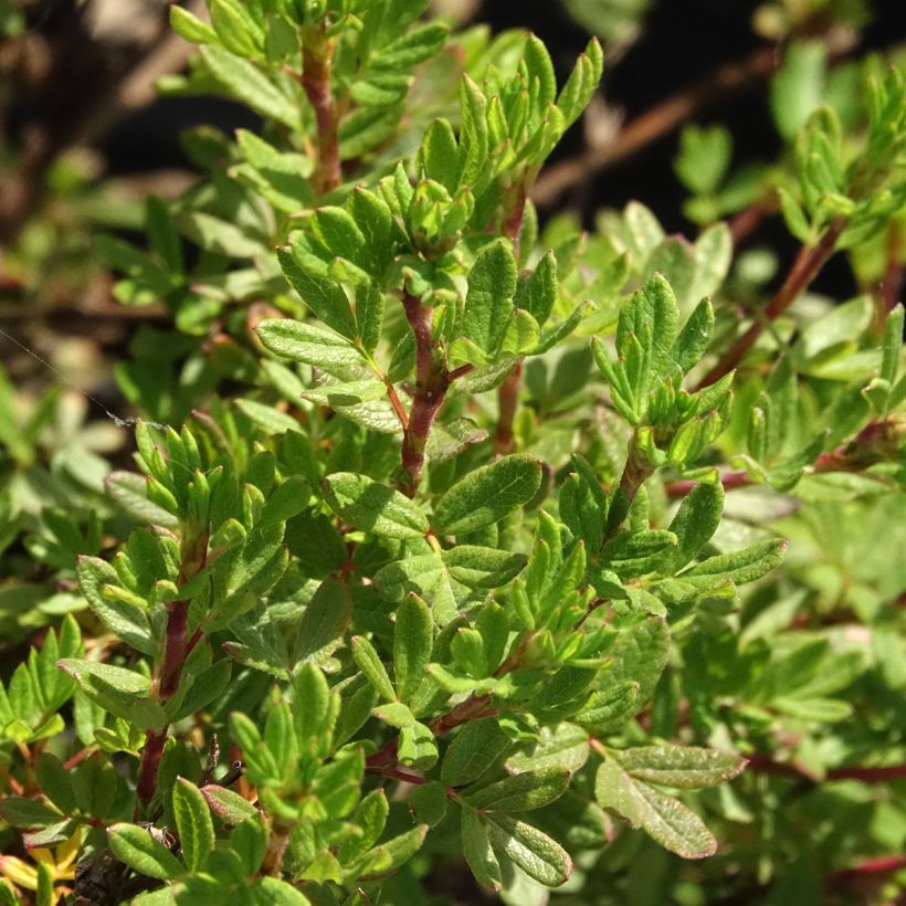 Fingerstrauch Double Punch Peach - Potentilla fruticosa (Laub)