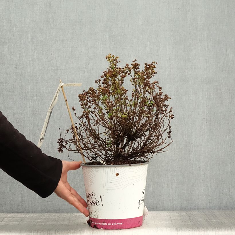 Exemplar von Fingerstrauch Double Punch Peach - Potentilla fruticosa Topf mit 3L/4L wie im Herbst geliefert