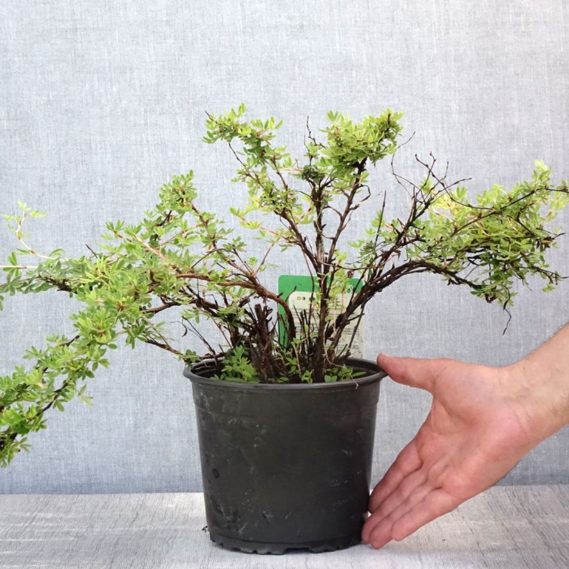 Exemplar von Fingerstrauch Elizabeth - Potentilla fruticosa Topf mit 2L/3L wie im Sommer geliefert