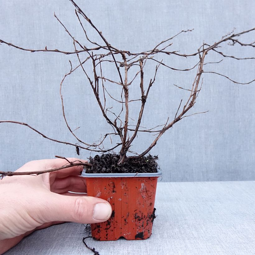 Exemplar von Potentille arbustive - Potentilla fruticosa Elisabeth Godet de 8/9 cm wie im Winter geliefert