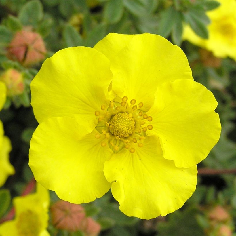 Fingerstrauch - Potentilla fruticosa (Flowering)