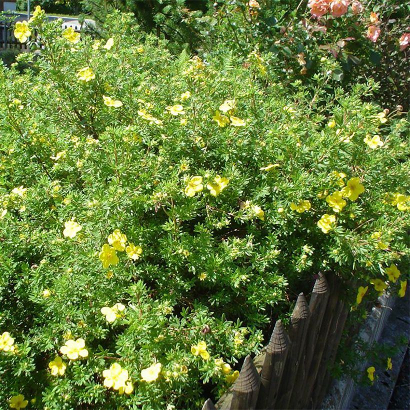 Fingerstrauch - Potentilla fruticosa (Plant habit)