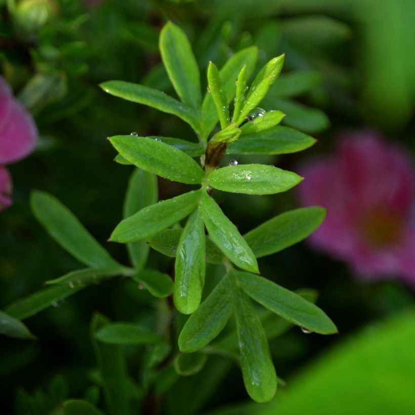 Fingerstrauch Pink Paradise - Potentilla fruticosa (Foliage)