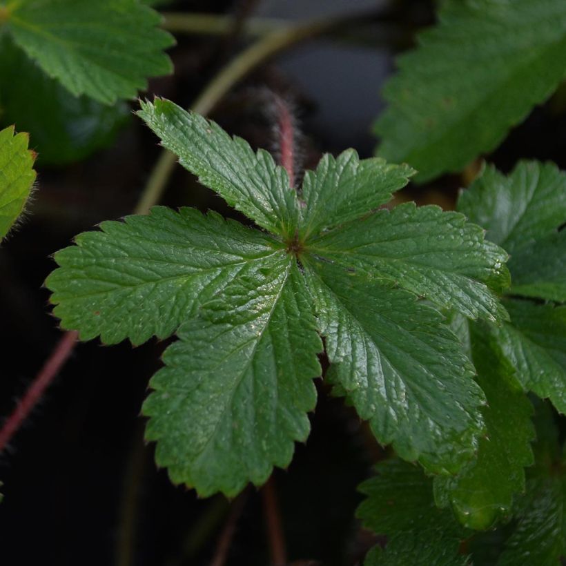 Potentilla hopwoodiana - Hopwoods Fingerkraut (Laub)