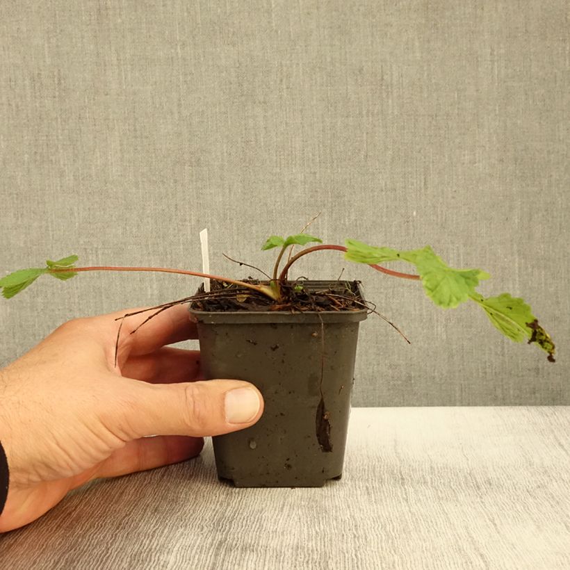 Exemplar von Potentilla hopwoodiana - Hopwoods Fingerkraut Kleine Töpfe von 8/9 cm wie im Herbst geliefert
