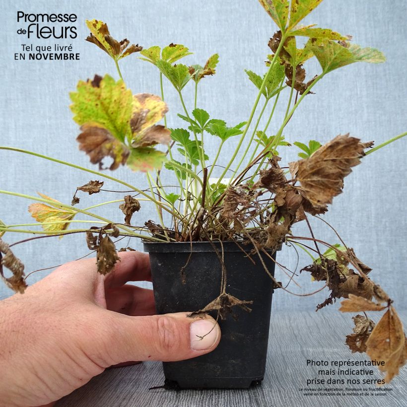 Exemplar von Potentille vivace - Potentilla tonguei Godet de 8/9 cm wie im Herbst geliefert