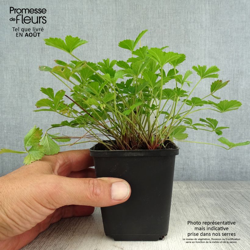 Exemplar von Potentilla tonguei - Fingerkraut Kleine Töpfe von 8/9 cm wie im Sommer geliefert