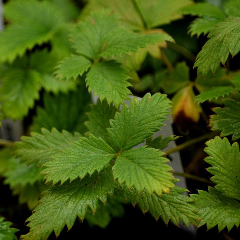 Potentilla Yellow Queen - Fingerkraut (Laub)